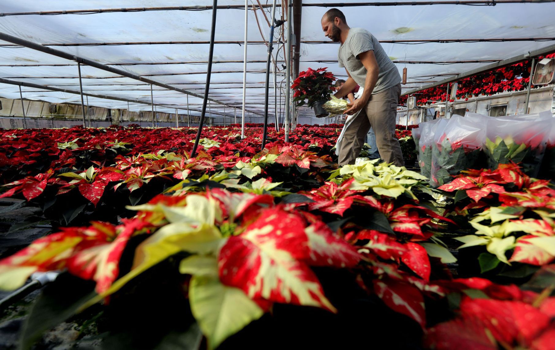 Fahr Greenhouses